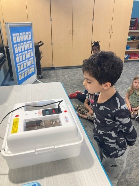 A boy looking at duck eggs in the incubator.