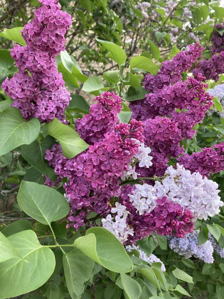 The beautiful lilacs in front of Ivan Green.