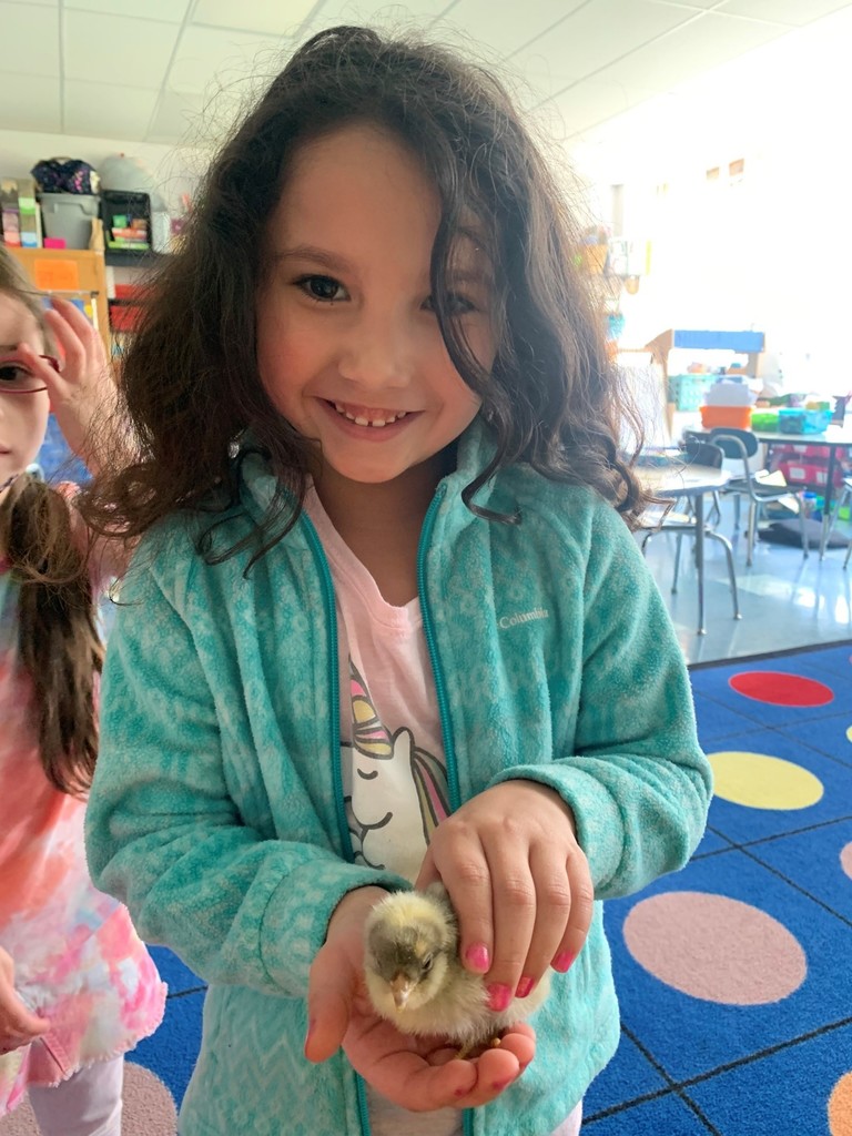chicks